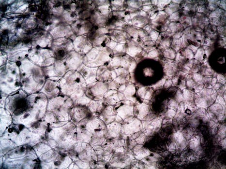 cellular senescence explained - Summary: the key takeaways of cellular senescence explained