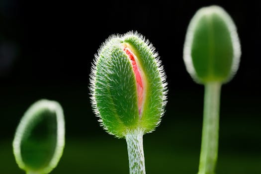 hair growth cycle anagen catagen telogen - Catagen phase: the short transition period