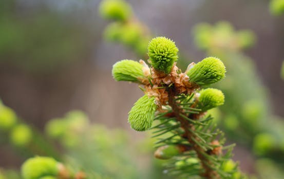 hair growth cycle anagen catagen telogen - Why your hair may shed more at certain times