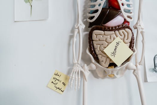 fasting gut health microbiome - Do supplements help? A cautious, evidence-based view