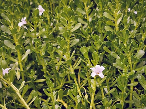 citicoline vs alpha gpc vs bacopa - What you’re comparing: three different paths to better cognition