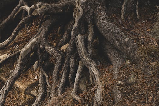 attention drift root causes systems map - The attention system: how focus emerges from competing inputs