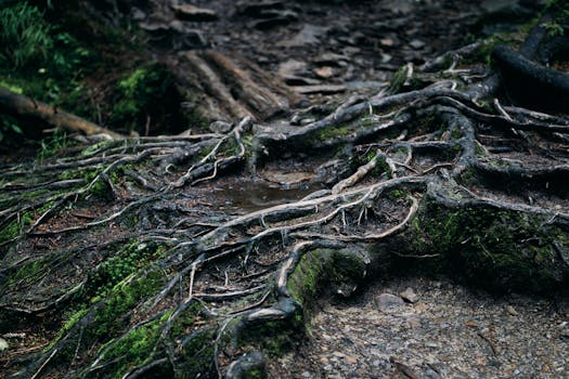 attention drift root causes systems map - Root cause cluster 8: Social and role pressure that hijacks attention