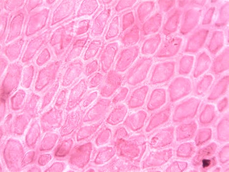 collagen production connective tissue extracellular matrix - Support strategies for tissue integrity you can apply