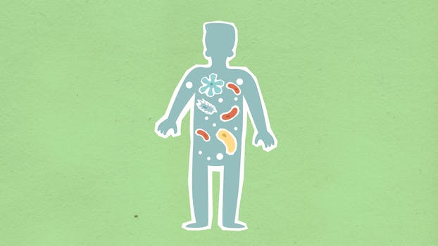 fasting and gut health microbiome - What research shows about fasting and microbiome changes