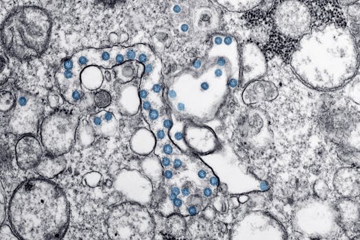 LC3 p62 autophagy marker interpretation - What do LC3 and p62 measure in autophagy?