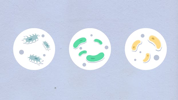 LC3 p62 autophagy marker interpretation - What autophagy flux controls are commonly used?