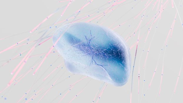 autophagy 101 mTOR AMPK - Bottom line: use mTOR and AMPK logic to guide sustainable autophagy support
